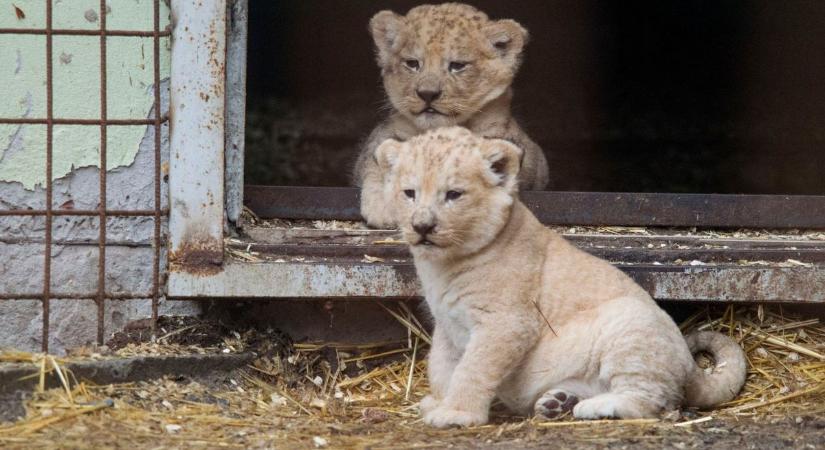 Három tündéri oroszlánbébi született – ettől most mindenki elolvad a Magán Zoo-ban!