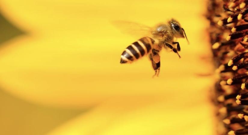 Változhat a GPS, a méhektől loptak hozzá ötletet