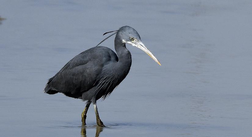 Magyarország madarai: a zátonykócsag