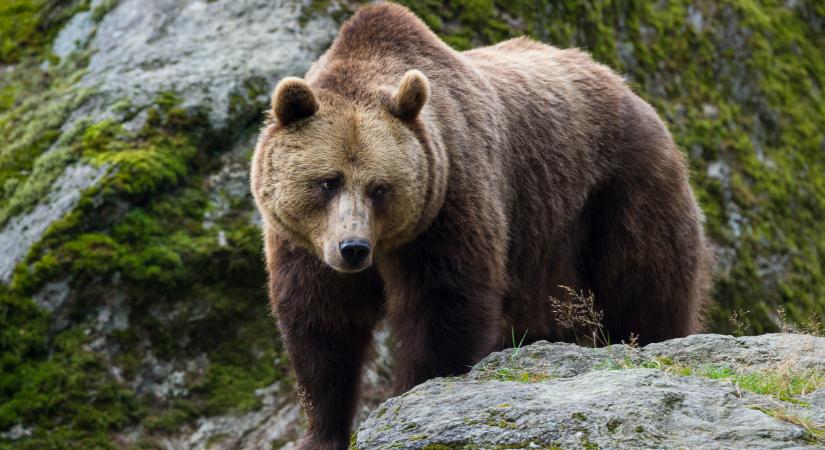 Kész horror Székelykőn: medve elől menekülve rekedtek a sziklafalon magyar túrázók