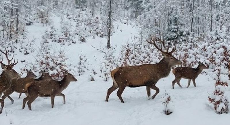 Lenyűgöző képek vadon élő állatokról