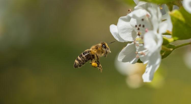 Eltűnnek a beporzók: drágább lehet a gyümölcs és zöldség