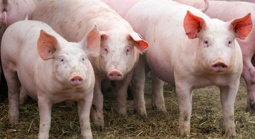 Mélyrepülésben a sertésárak