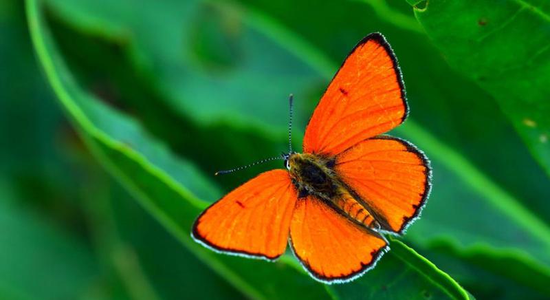 A nagy tűzlepke lett az év lepkéje