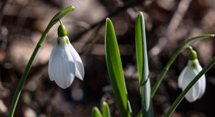 Az őshonos kikeleti hóvirág és a téltemető is virágzik a Debreceni Egyetem Botanikus Kertjében