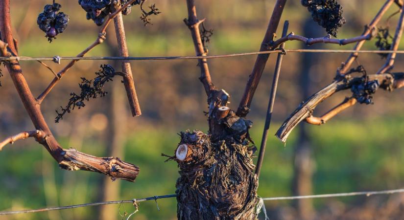 Szőlőmetszés februárban – rügyterhelés, fagyveszély és kötözés előkészítése