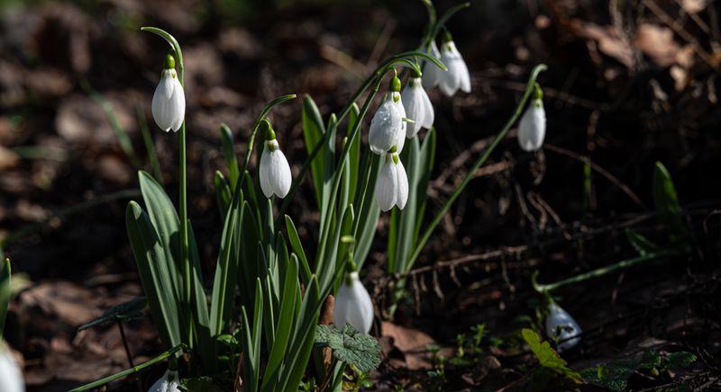Nyílik a hóvirág Debrecenben