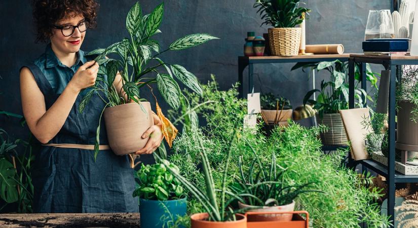 Ez a 6 szobanövény szerencsét és pénzt hoz a házhoz – Nehogy ezen múljon a boldogságod!