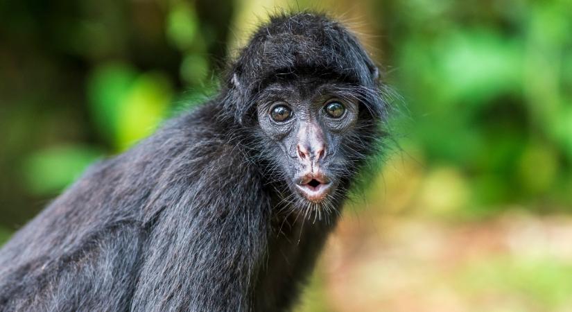 Majom kínai horoszkóp 2026: szerencsés fordulatok jönnek