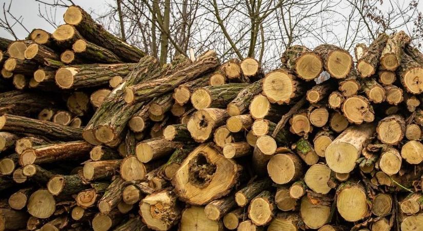Akár 1 köbméter ingyen tűzifa – itt lehet jelentkezni