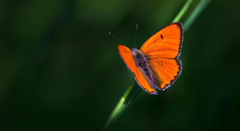Tűzvörös szépség lett most a „lepkedvenc”