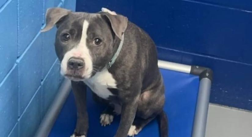 Egy idegen udvarra tették be a kutyát: a mellé tett üzenet szívfacsaró