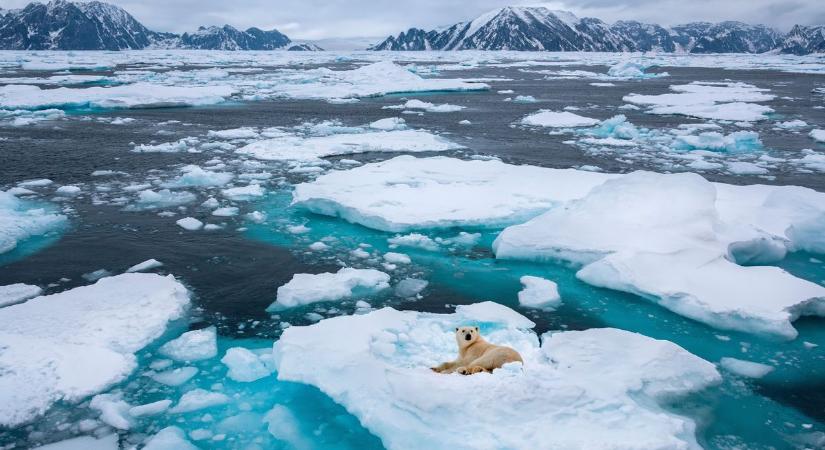 A jegesmedvék most még előnyükre használják a jég olvadását, de ez nem fog sokáig tartani