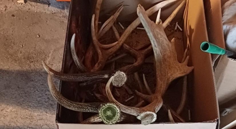 A felsőmocsoládi erdőben indult portyára a két férfi, ez lett a vége