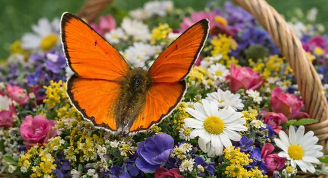 Megválasztották a 2026-os év lepkéjét