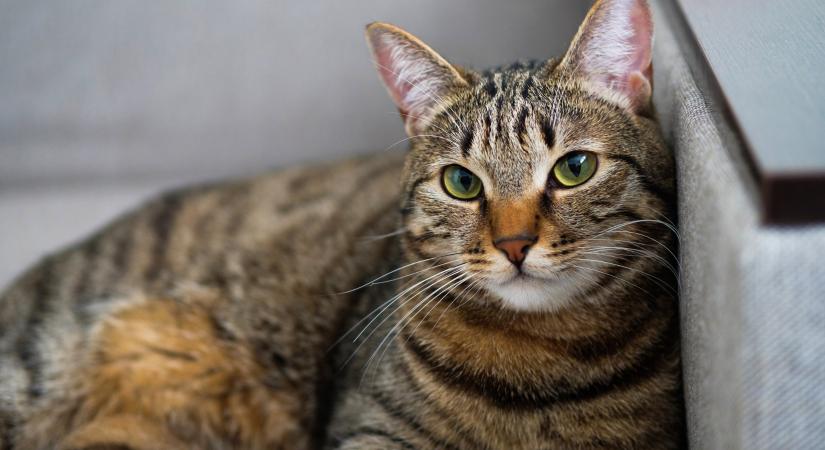 Látnod kell, hogyan masszírozza ez a cirmos a kutya oldalát – a végén még válaszol is (videó)