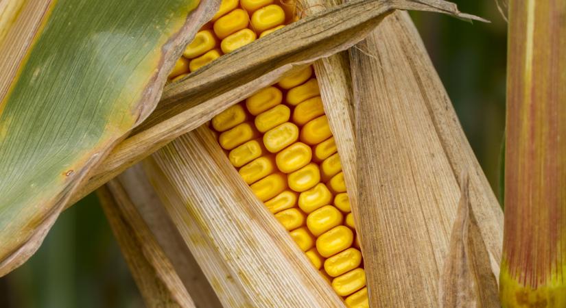 Csökkenő búza és kukoricaárak