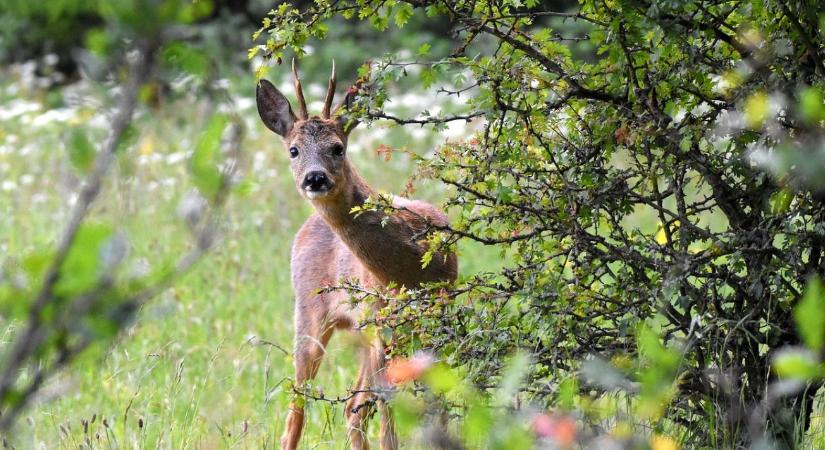 Jelentős hektáronkénti támogatás az örökerdő-átállásra