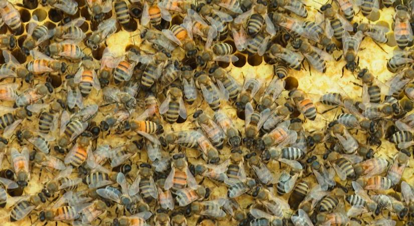 Méhek agya ihleti a jövő GPS-chipjeit: fényalapú navigáció készül Európában