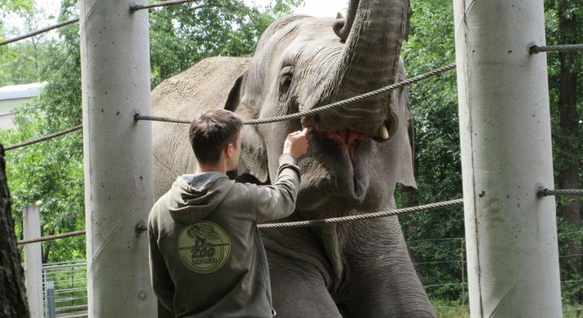 Ritka álláslehetőség nyílt: sokak álommunkájára keresnek embert