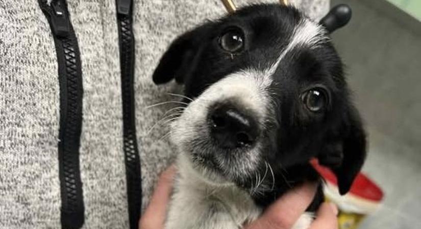 Szatyorban tettek ki egy 2 hónapos picit, Tatán egy kerítés mellett sírt