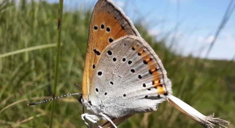 Ismeri a nagy tűzlepkét? Az év lepkéje lett Magyarországon