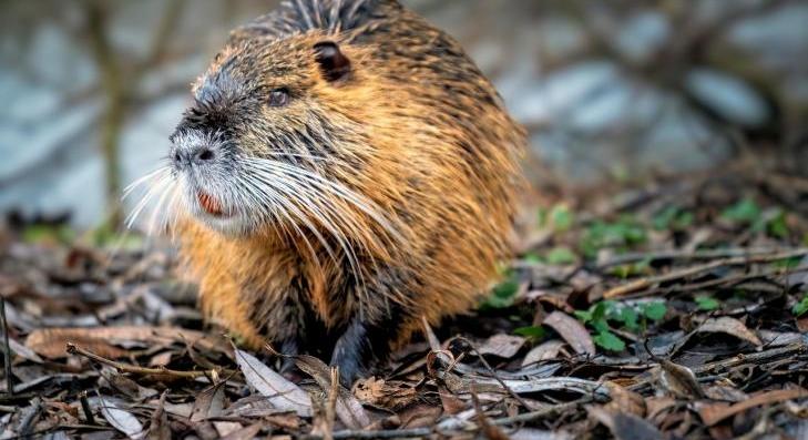 Védekezzen a rágcsálók ellen 