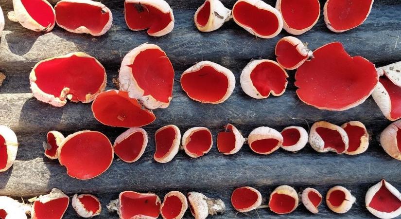 Már a tél végét jelzik a kis piros pöttyök, megjelentek az ehető gombák Veszprém vármegyében