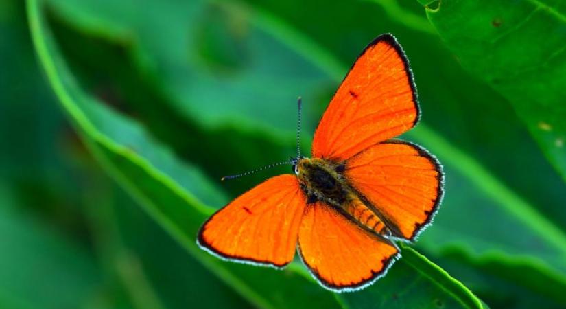 Az év lepkéje 2026-ban a nagy tűzlepke