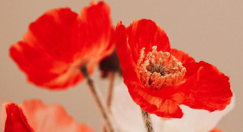 Tavaszi kulturális kavalkád Siófokon