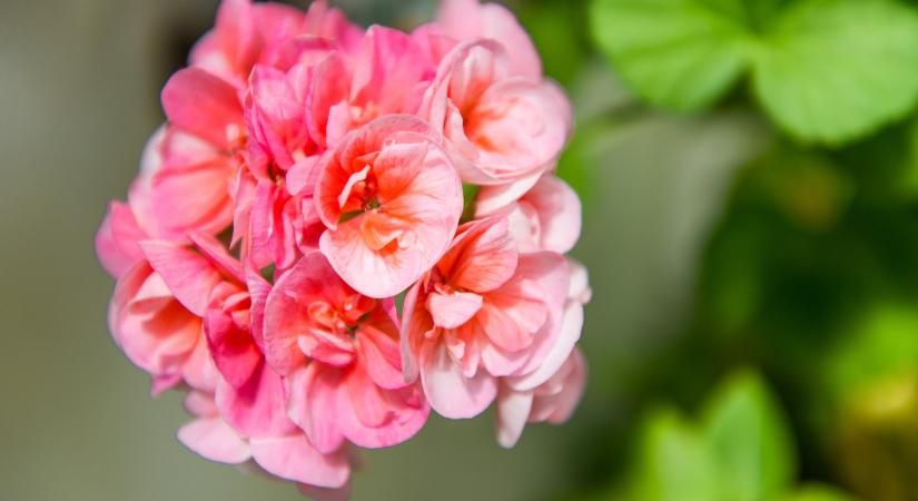 Most kell felébreszteni a teleltetett muskátlit, eljött a metszés ideje