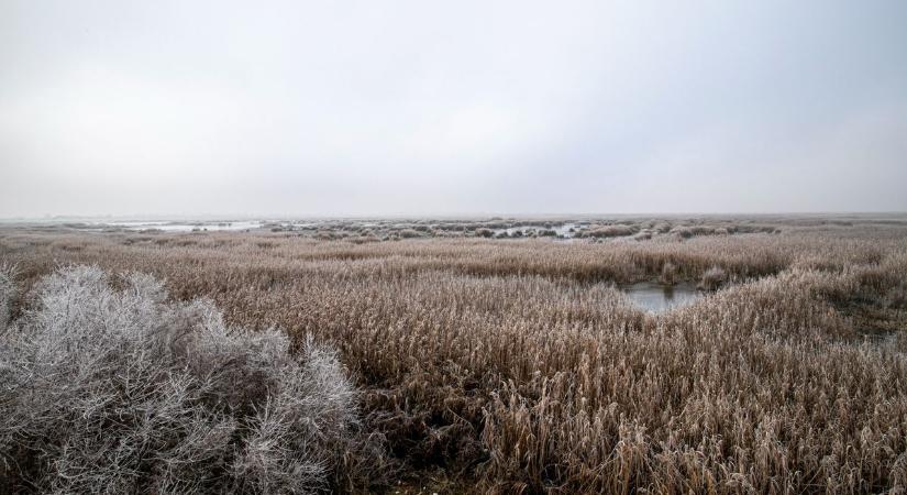 Javában zajlik a nádvágás a Velencei-tavon - miért fontos, mi lesz vele?