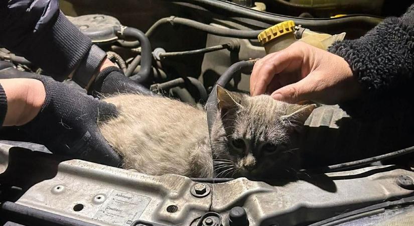 Ceglédről 80 kilométert utazott egy kocsi motorterében egy állat, órákig tartott a mentés