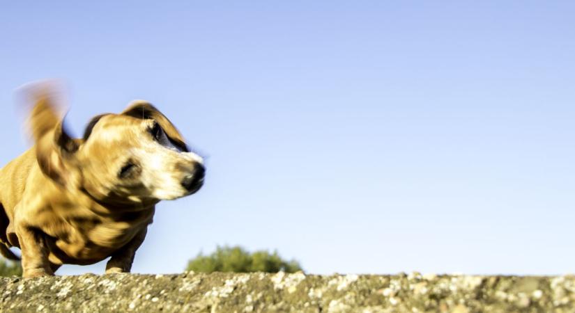 Mit jelent, ha a kutyád hirtelen lerázza magát, pedig nem vizes? 5 különböző oka is lehet