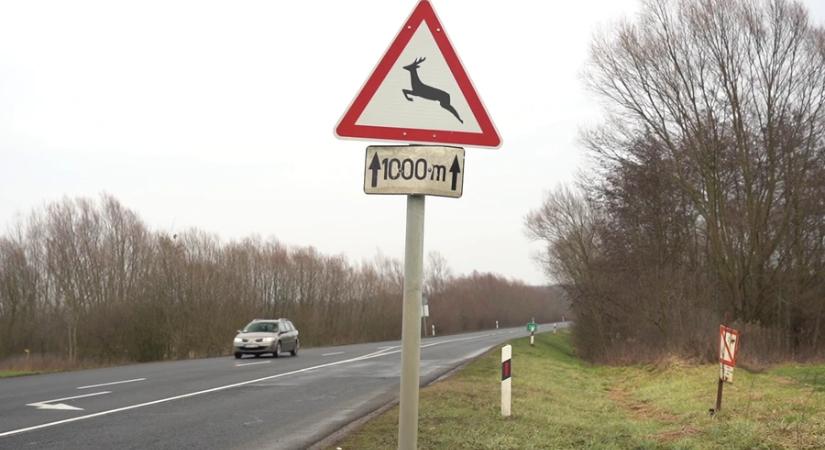 Mentesül a vadásztársaság: az autós fizeti a vadbaleset kárát