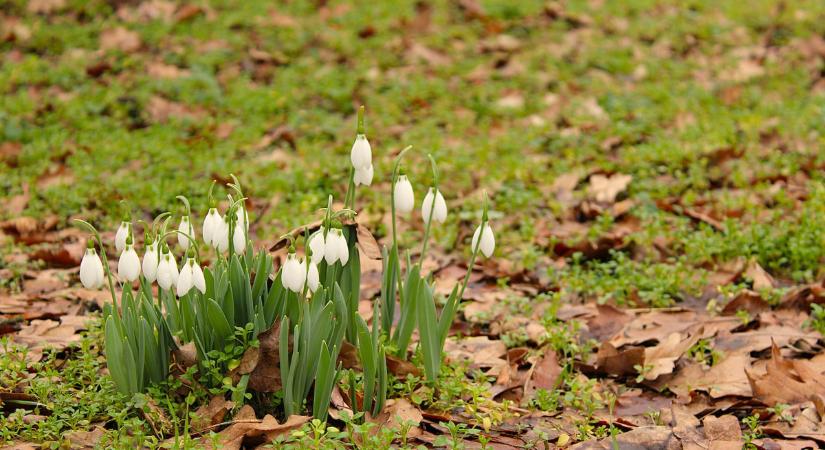 Virágzik a hóvirág és a téltemető a Debreceni Egyetem Botanikus Kertjében