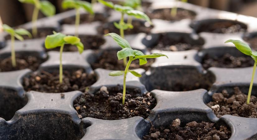 Palántát nevel februárban? Ezek a legnagyobb buktatók