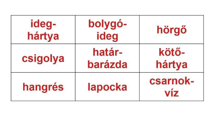 Műveltségi teszt, biológia: megtalálja az emberi test 3 titkos trióját 25 másodperc alatt?