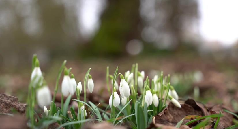 10 ezer forint, ennyi az eszmei értéke