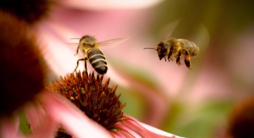 Méhek változtathatják meg a GPS jelenleg ismert formáját