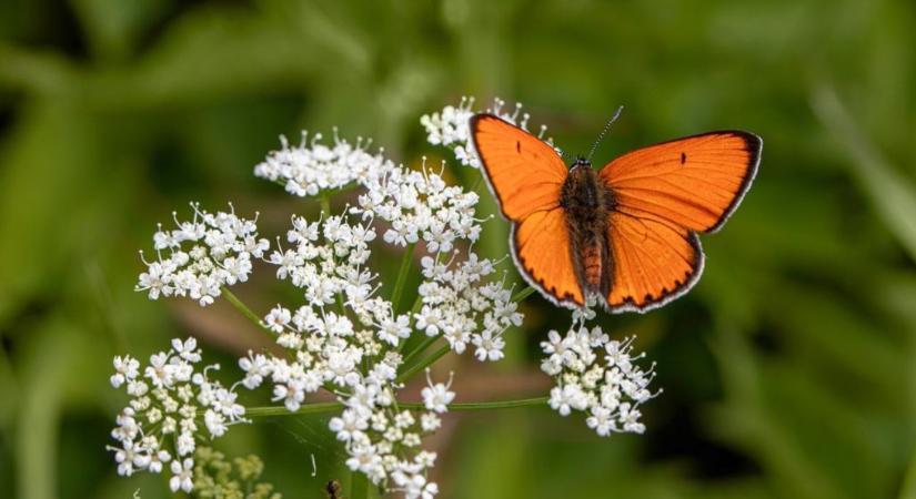 50 ezer forint az eszmei értéke az év lepkéjének