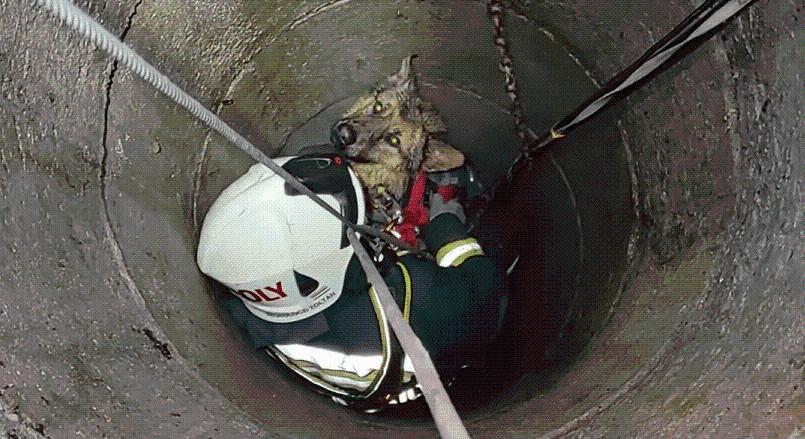 20 méteres kútba zuhant Rocky – videó is készült a drámai mentésről