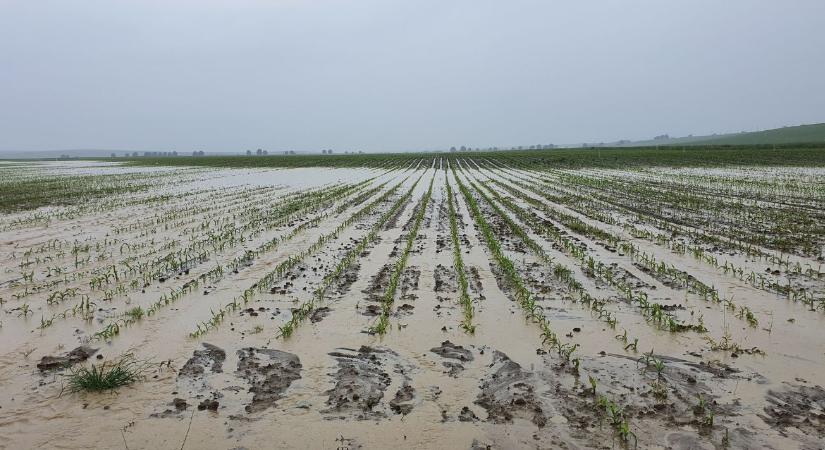 Kritikus a helyzet Huelvában – megközelíthetetlenné váltak az ültetvények