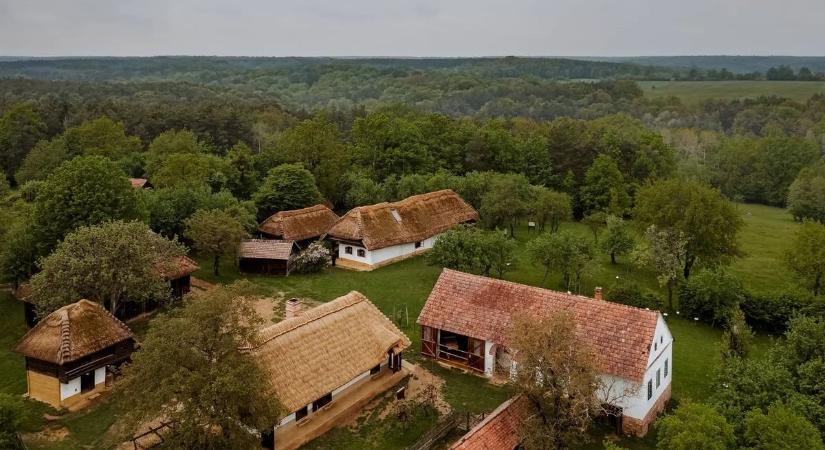 Az Őrségben is megterem a világ egyik legdrágább növénye, sokan azt hiszik csak gaz