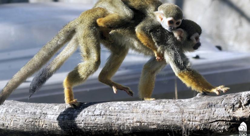 Baby boom a fővárosi állatkertben – Ezek az apróságok a legújabb lakók