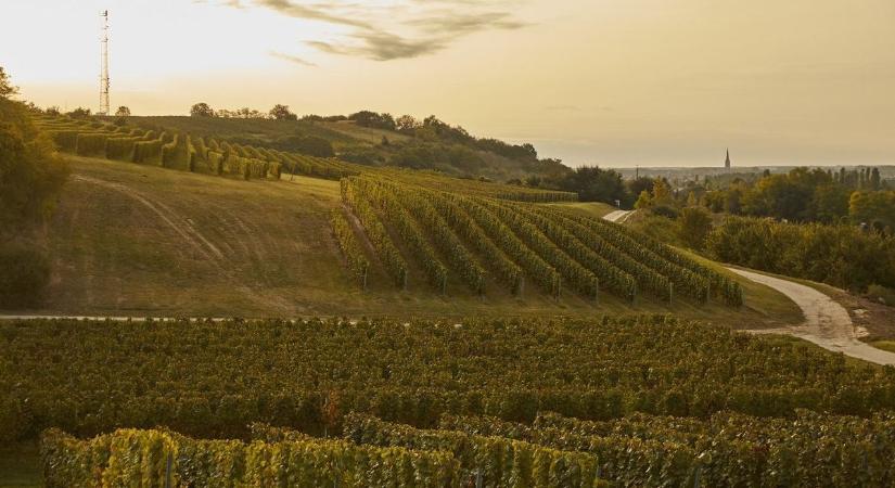 A németek megőrülnek a jó magyar borért, ámul a világ – hogy csináljuk ezt?