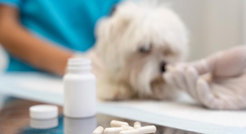 Hogyan kezelhető a gyomorfekély kutyáknál?