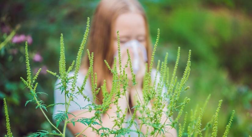 Indul a pollenszezon? Erre számíthatnak az allergiások