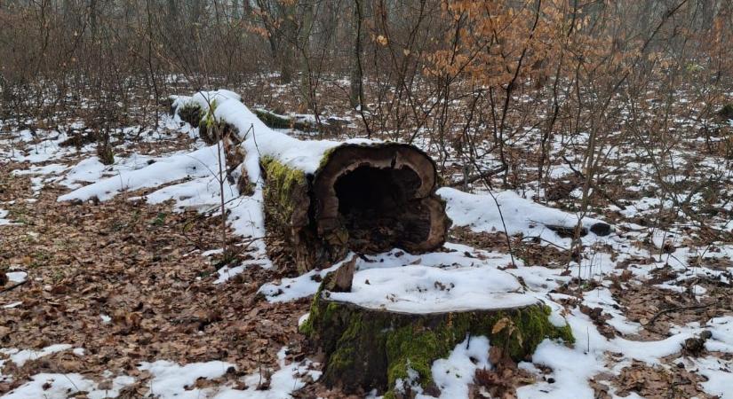 Rendőrségi őrizetbe vételt hoztak a félixfürdői fakivágások