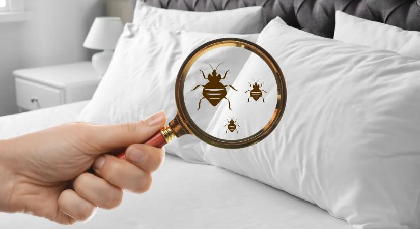 A légiutas-kísérő megsúgta a titkát: ezzel az egyszerű trükkel ellenőrizheted, van-e ágyi poloska a szobádban